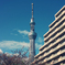 春の東京スカイツリー