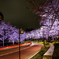 六本木の夜桜