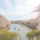 淡桜