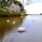 古徳沼の白鳥さん