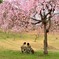 桜の下のひととき