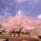 SHINJUKU SAKURA.