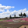 桜の絨毯色付き中