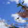桜の蜜を探して