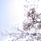 青空に咲くサクラ