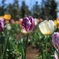 チューリップ２