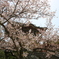耕三寺の桜１