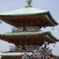 耕三寺の桜２