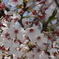 耕三寺の桜３