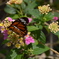 DSC_0916_1894