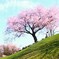 桜を眺める