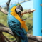 ベニコンゴウインコ