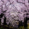 桜トンネル #2