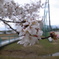 花見（雨）