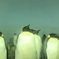ペンギン様