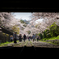 SAKURA ROAD