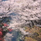 桜の雨
