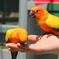 コゲネメキシコインコ２