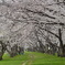 伊丹の桜（桜のトンネル）