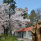 宝塚の桜