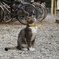 空を見つめる猫