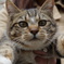 抱っこされる猫