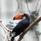 bird01s