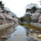 西宮　夙川の桜