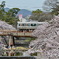 西宮　夙川の桜