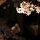 桜に背を向け…