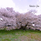 一心行の大桜in熊本県南阿蘇