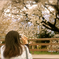 桜の季節