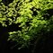緑楓滝