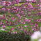 Sakura.