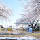 春の早朝の雪積の公園