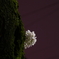 夜桜