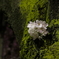 夜桜
