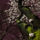 夜桜