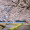 Sakura*