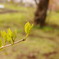 芽吹きの時