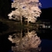 苗代桜2013