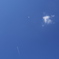 澄んだ青空　飛翔DSC_3998