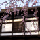 門前の枝垂れ桜２