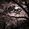夜桜2013