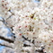 桜満開！！2013