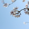 桜模様2013