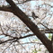 鳥さんも花見！？