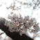 桜を見上げると・・・