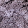 ～雪桜～