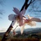 輝く桜の花